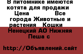 В питомнике имеются котята для продажи › Цена ­ 30 000 - Все города Животные и растения » Кошки   . Ненецкий АО,Нижняя Пеша с.